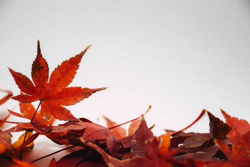 Seasonal planting inspiration