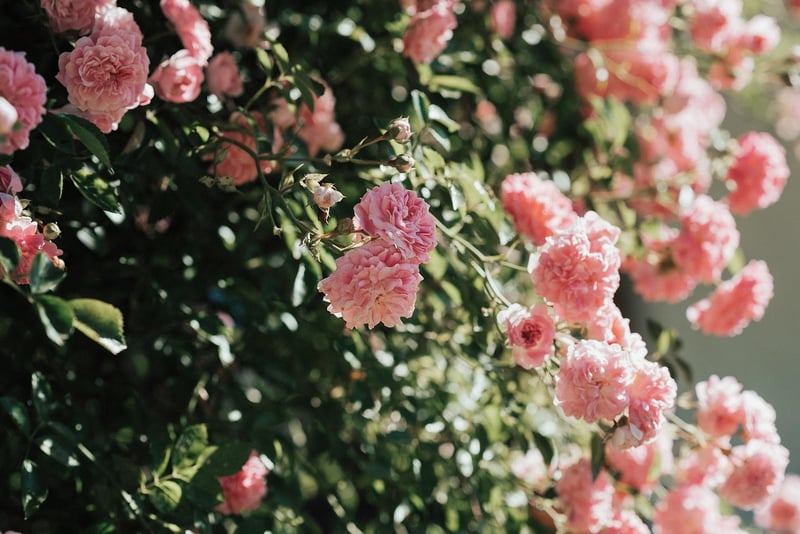Summer Garden
