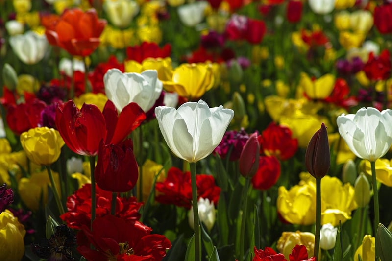 Spring Garden
