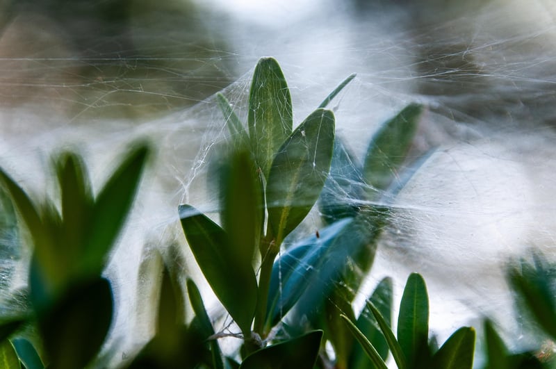 Spider plant