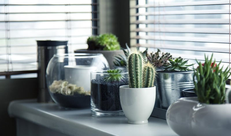 Succulent Display
