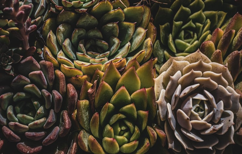 Terrarium