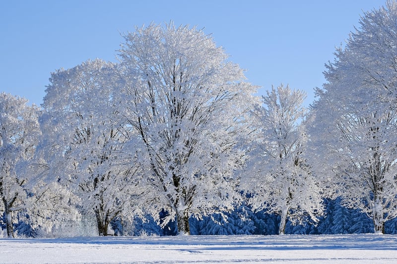 Winter Garden